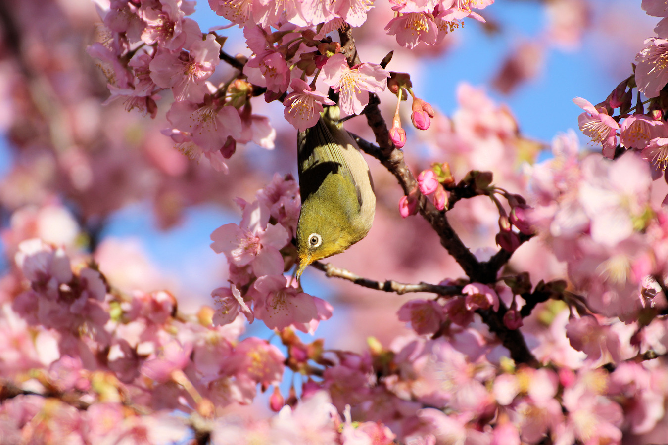 カワヅザクラの桜花の蜜を吸うメジロ